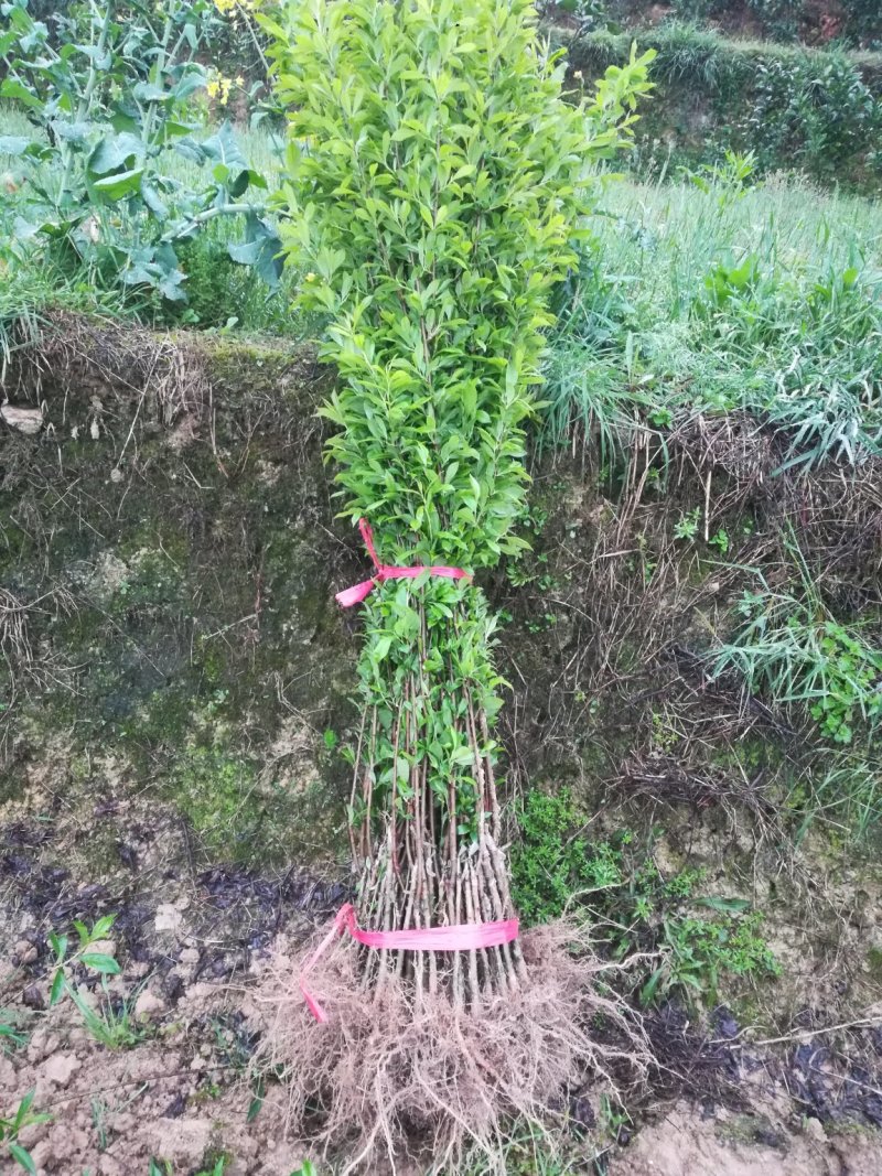 奈李树苗/黄金李苗/黄金李子苗/黄金奈李苗，果面金黄有香