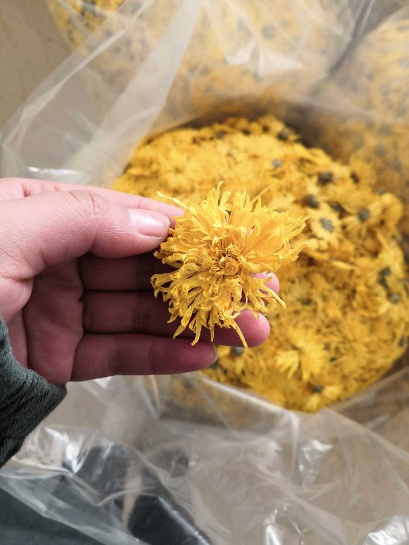 菊花，菊花茶