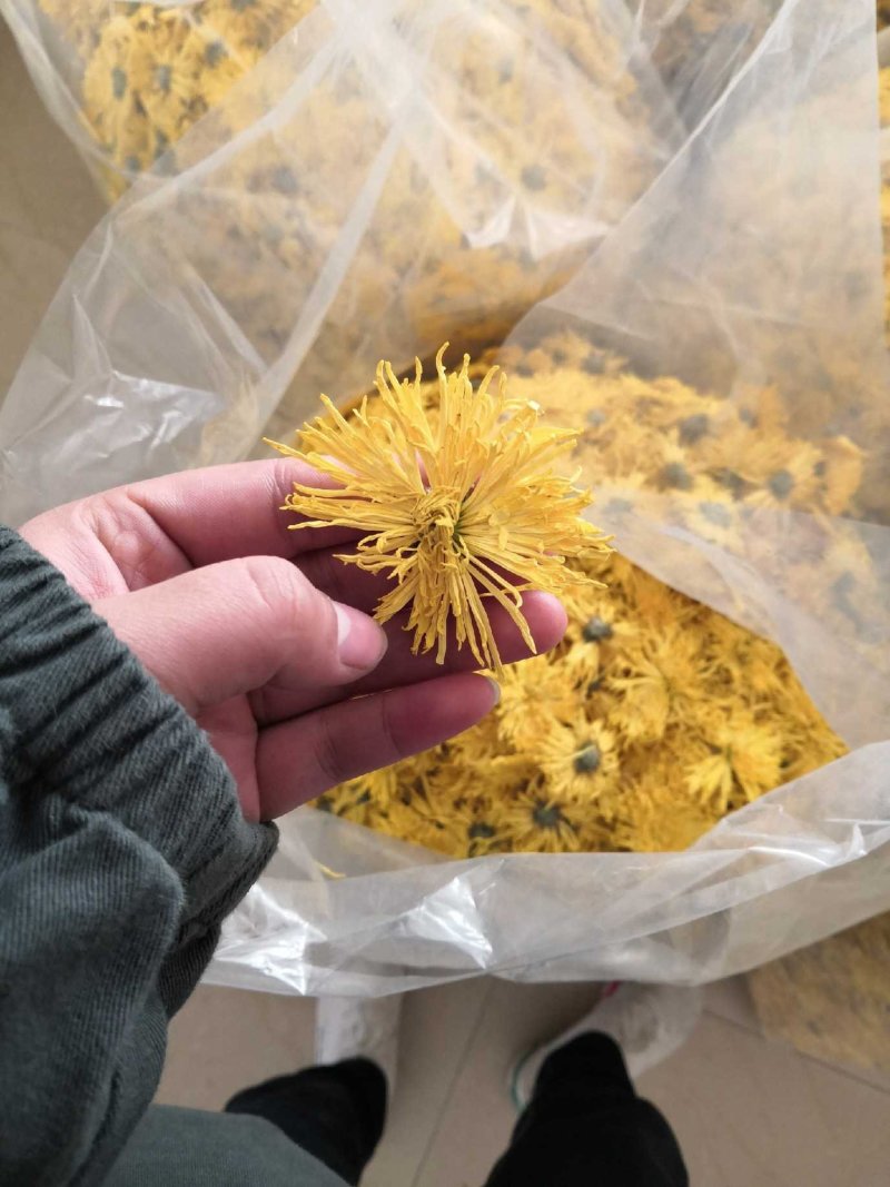 菊花，菊花茶