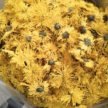 菊花，菊花茶