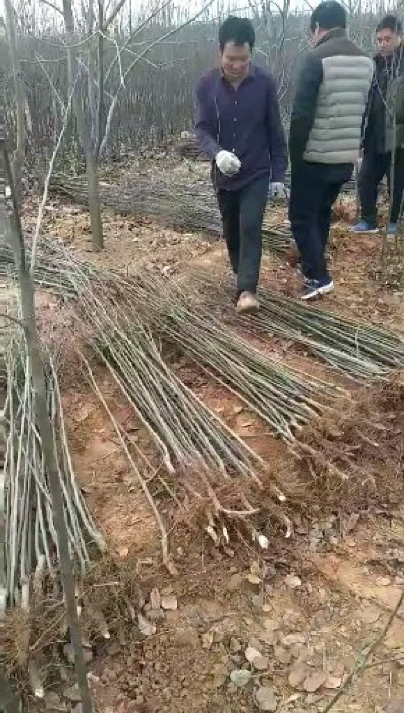 【维纳斯】黄金苹果树苗易成活基地直发现挖现发