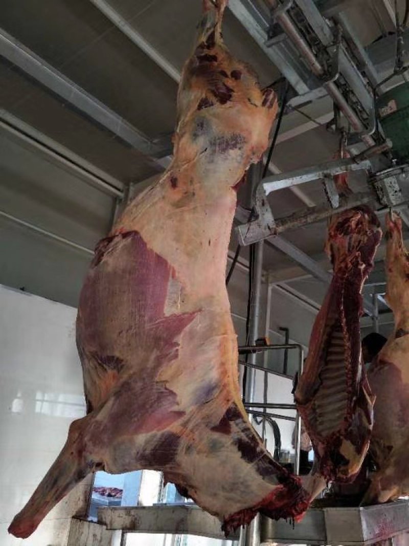 精品马前腿精修去油活马吊宰自产自销量大优惠
