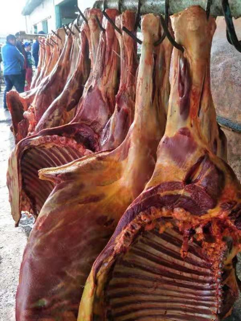 精品马前腿精修去油活马吊宰自产自销量大优惠