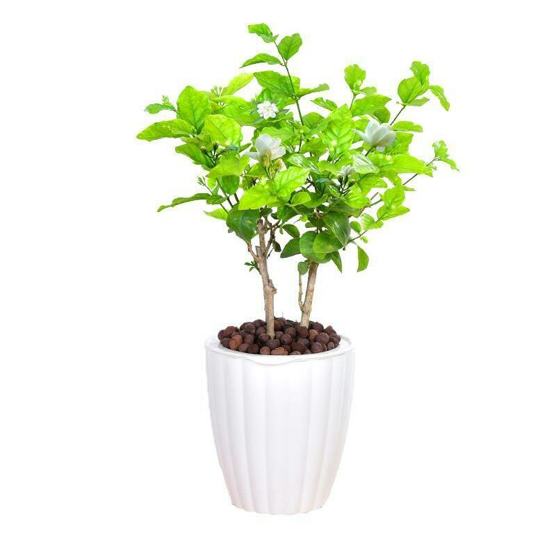 茉莉花盆栽室内室外防蚊植物阳台花卉盆栽驱蚊芳香净化空气绿