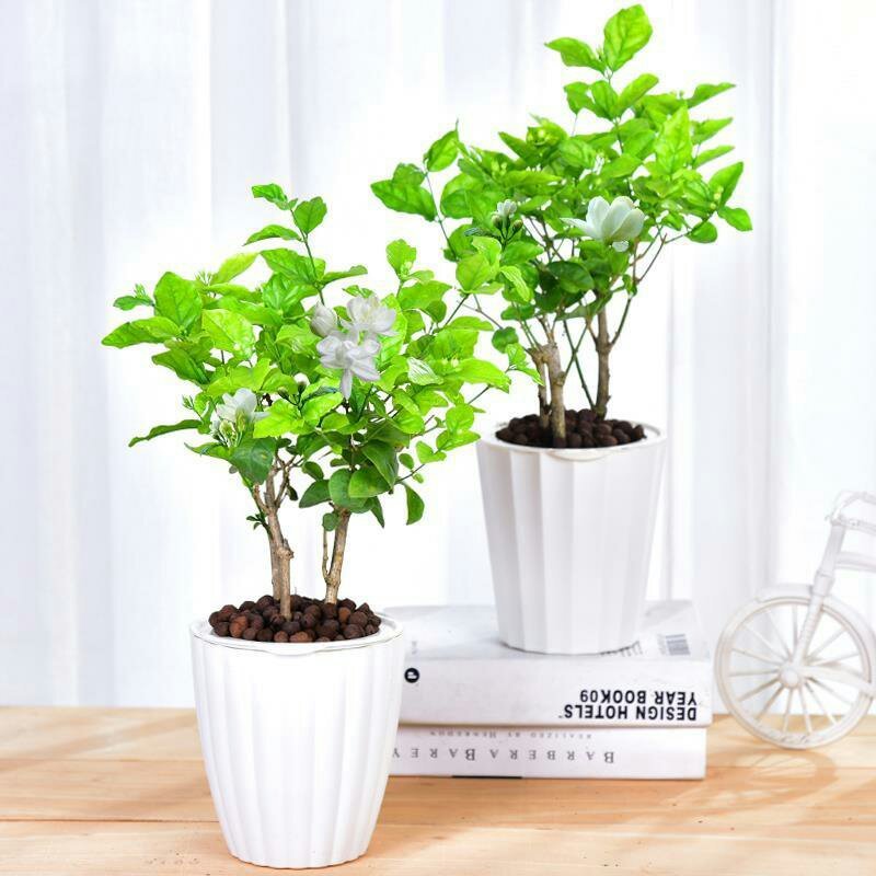 茉莉花盆栽室内室外防蚊植物阳台花卉盆栽驱蚊芳香净化空气绿