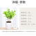 茉莉花盆栽室内室外防蚊植物阳台花卉盆栽驱蚊芳香净化空气绿
