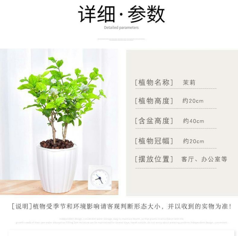 茉莉花盆栽室内室外防蚊植物阳台花卉盆栽驱蚊芳香净化空气绿