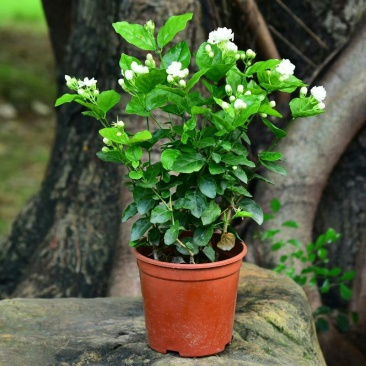茉莉花盆栽室内室外防蚊植物阳台花卉盆栽驱蚊芳香净化空气绿