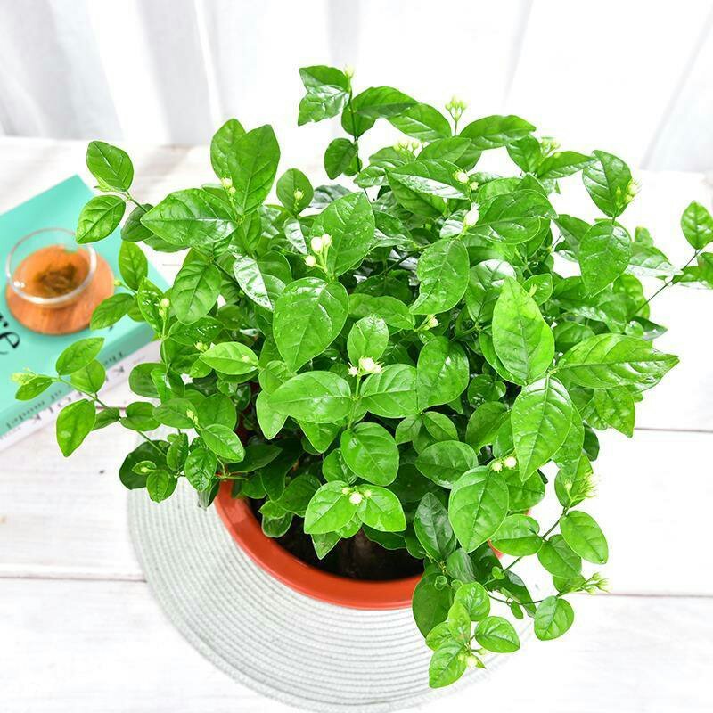 茉莉花盆栽室内室外防蚊植物阳台花卉盆栽驱蚊芳香净化空气绿