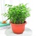 茉莉花盆栽室内室外防蚊植物阳台花卉盆栽驱蚊芳香净化空气绿