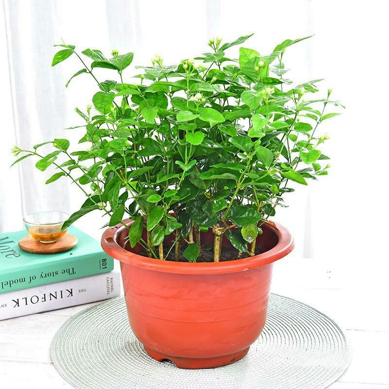 茉莉花盆栽室内室外防蚊植物阳台花卉盆栽驱蚊芳香净化空气绿