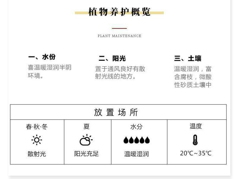 茉莉花盆栽室内室外防蚊植物阳台花卉盆栽驱蚊芳香净化空气绿