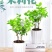 茉莉花盆栽室内室外防蚊植物阳台花卉盆栽驱蚊芳香净化空气绿