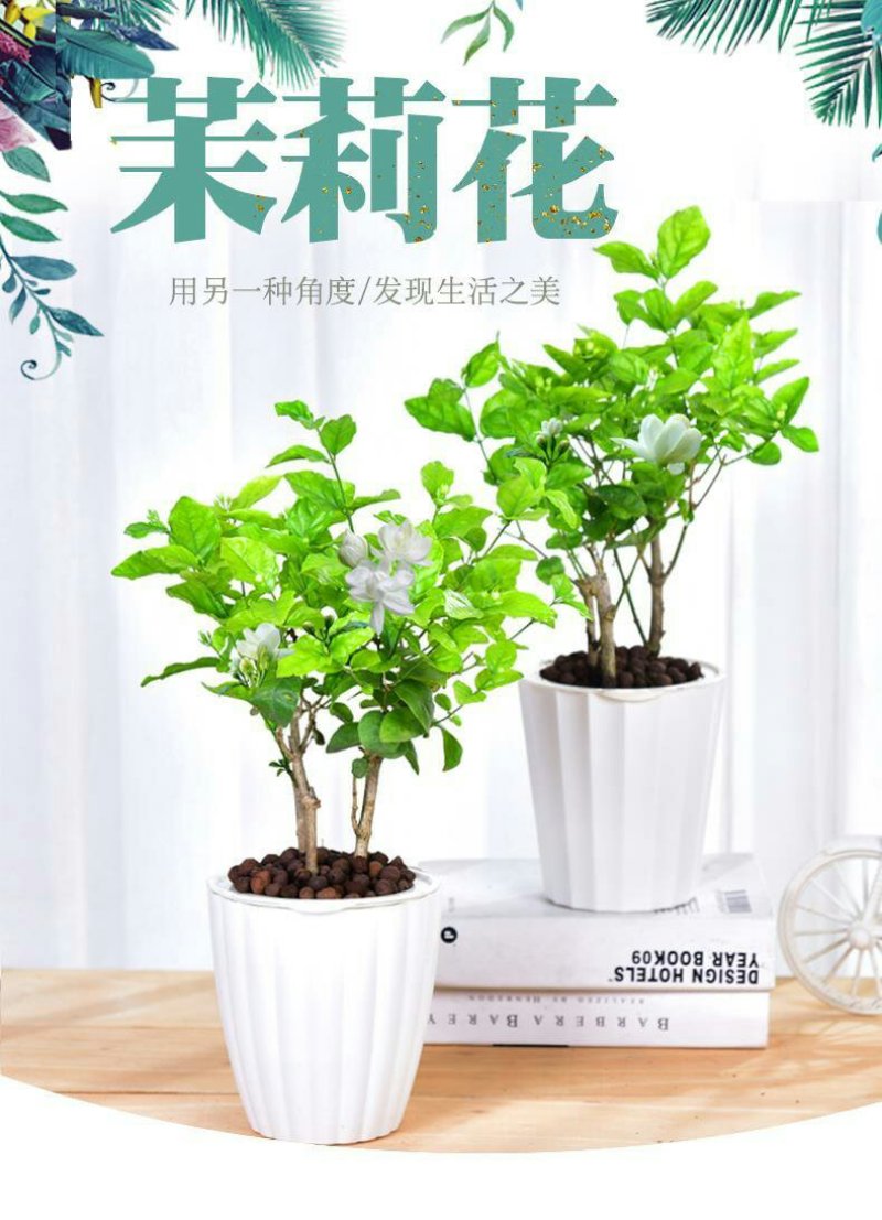 茉莉花盆栽室内室外防蚊植物阳台花卉盆栽驱蚊芳香净化空气绿