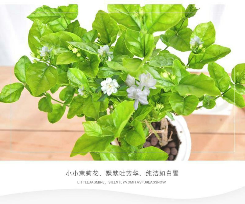 茉莉花盆栽室内室外防蚊植物阳台花卉盆栽驱蚊芳香净化空气绿