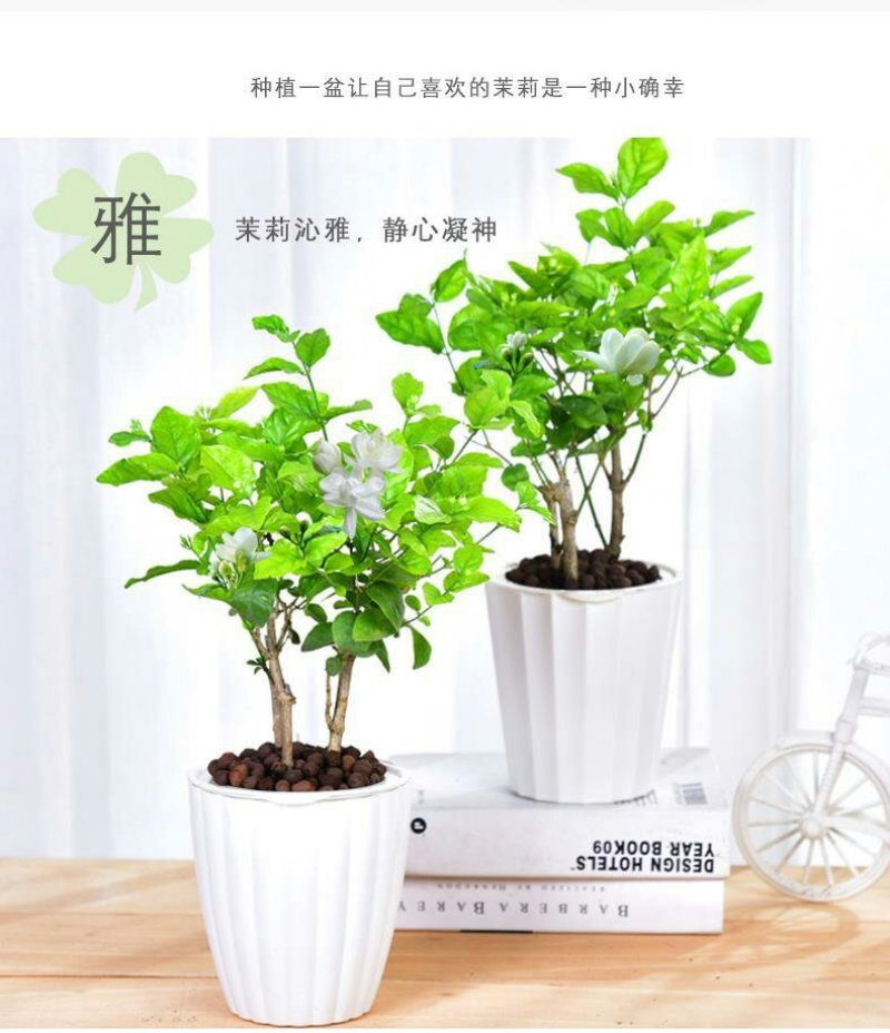 茉莉花盆栽室内室外防蚊植物阳台花卉盆栽驱蚊芳香净化空气绿