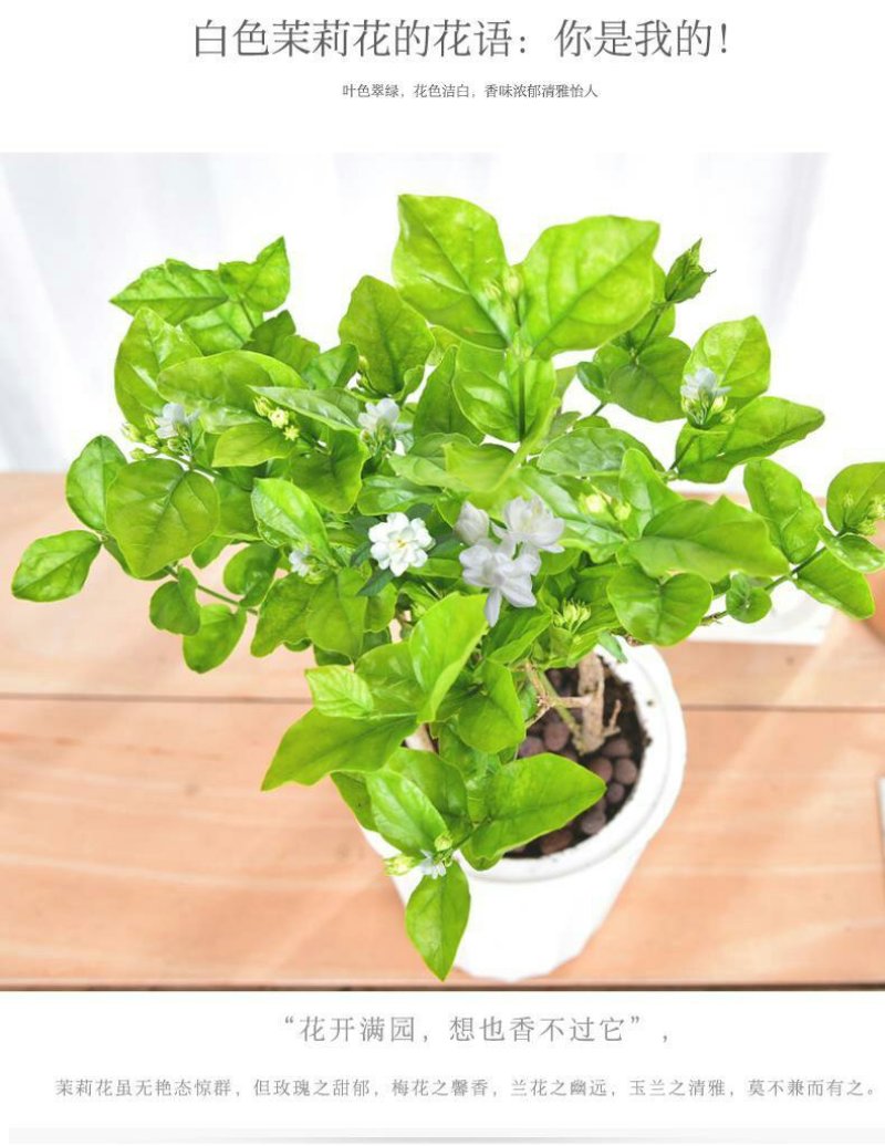 茉莉花盆栽室内室外防蚊植物阳台花卉盆栽驱蚊芳香净化空气绿