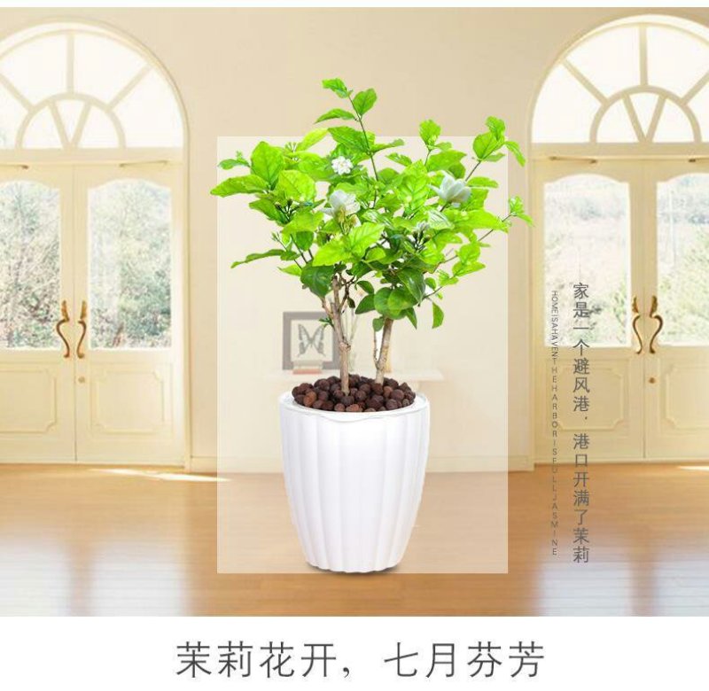 茉莉花盆栽室内室外防蚊植物阳台花卉盆栽驱蚊芳香净化空气绿