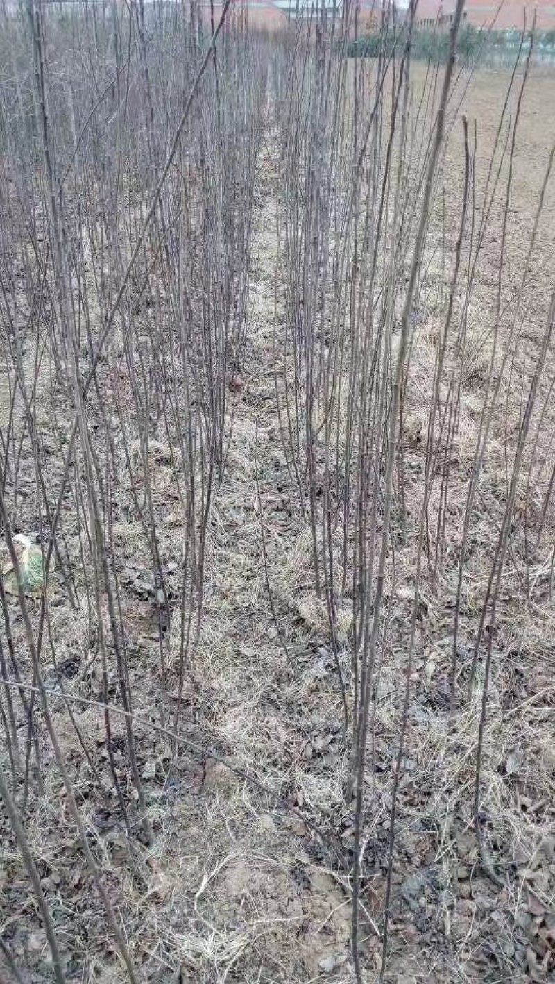 烟富六号苹果树苗品种纯正农户直发现挖现发