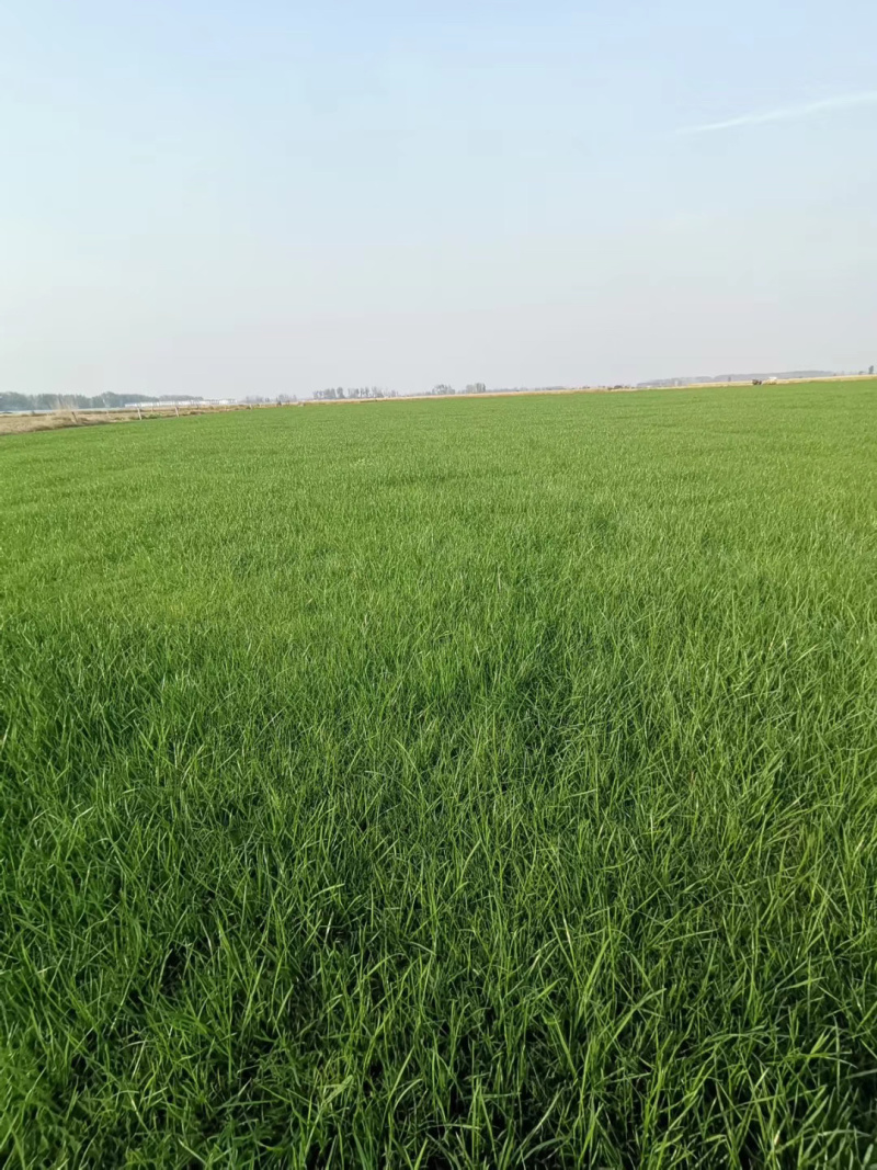 百慕大，混播草，马尼拉，四季青