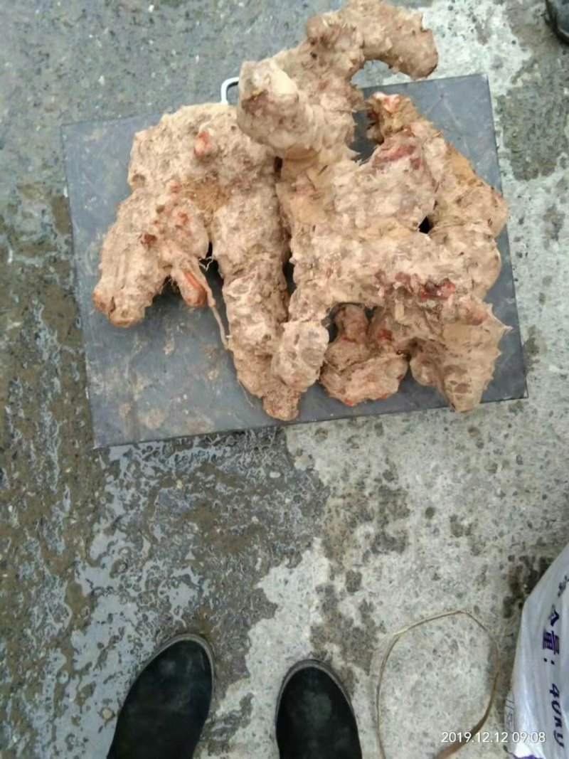 土茯苓