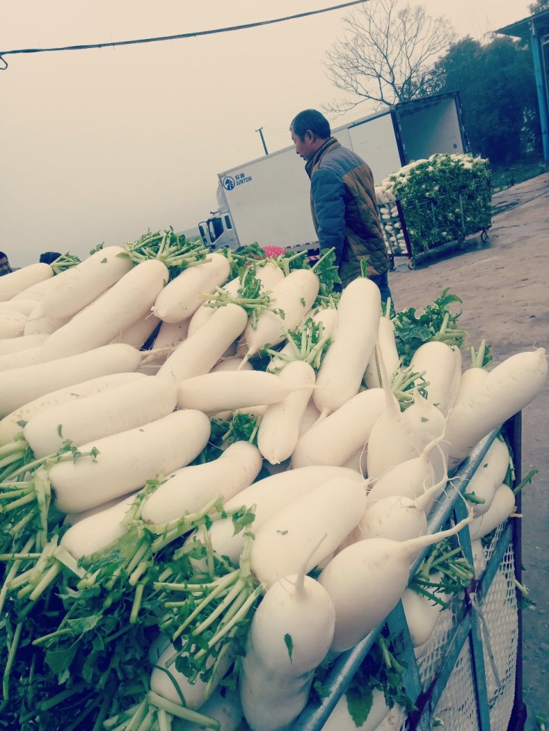 重庆潼南白萝卜周身雪白条形好，可为各位老板提供不同规格的