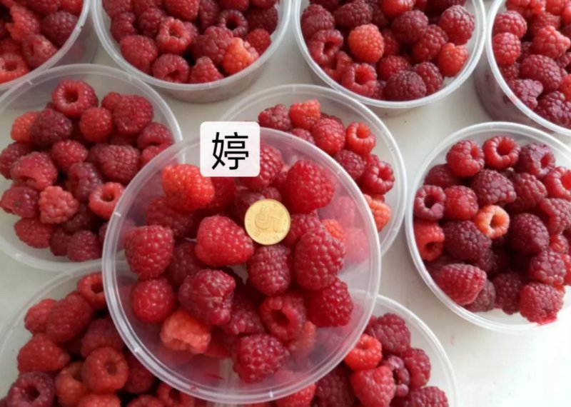 树莓红树莓双季红树莓苗树莓苗红树莓苗