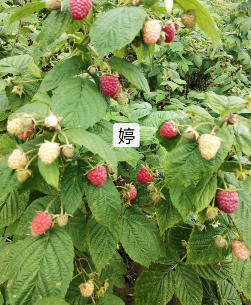 树莓红树莓双季红树莓苗树莓苗红树莓苗