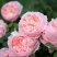 欧月小苗藤本月季浓香型花卉庭院阳台种植量大从优