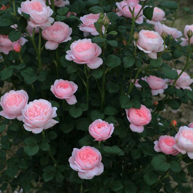 欧月小苗藤本月季浓香型花卉庭院阳台种植量大从优
