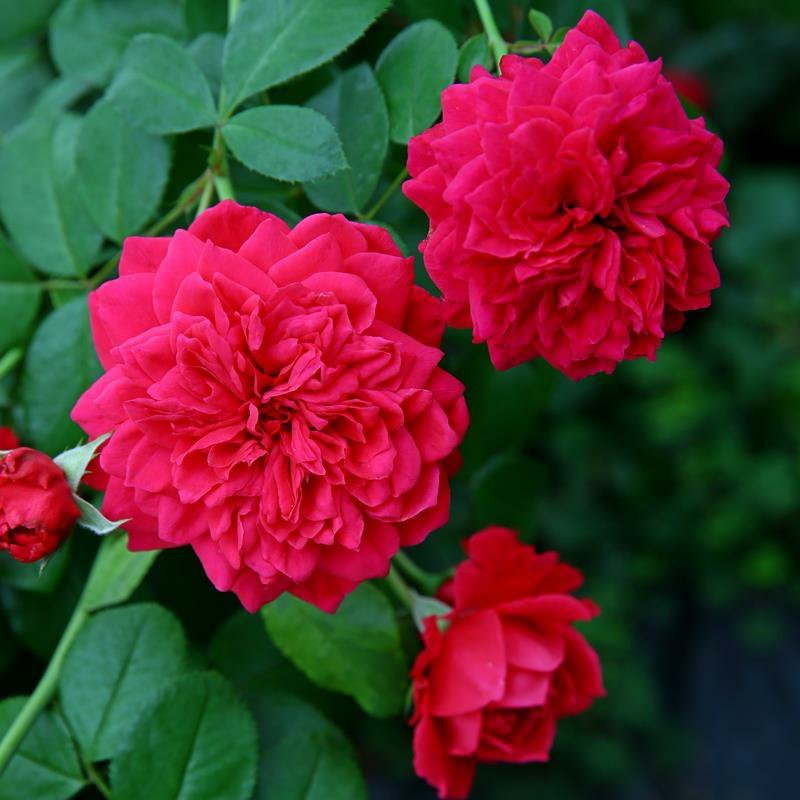 欧月小苗藤本月季浓香型花卉庭院阳台种植量大从优