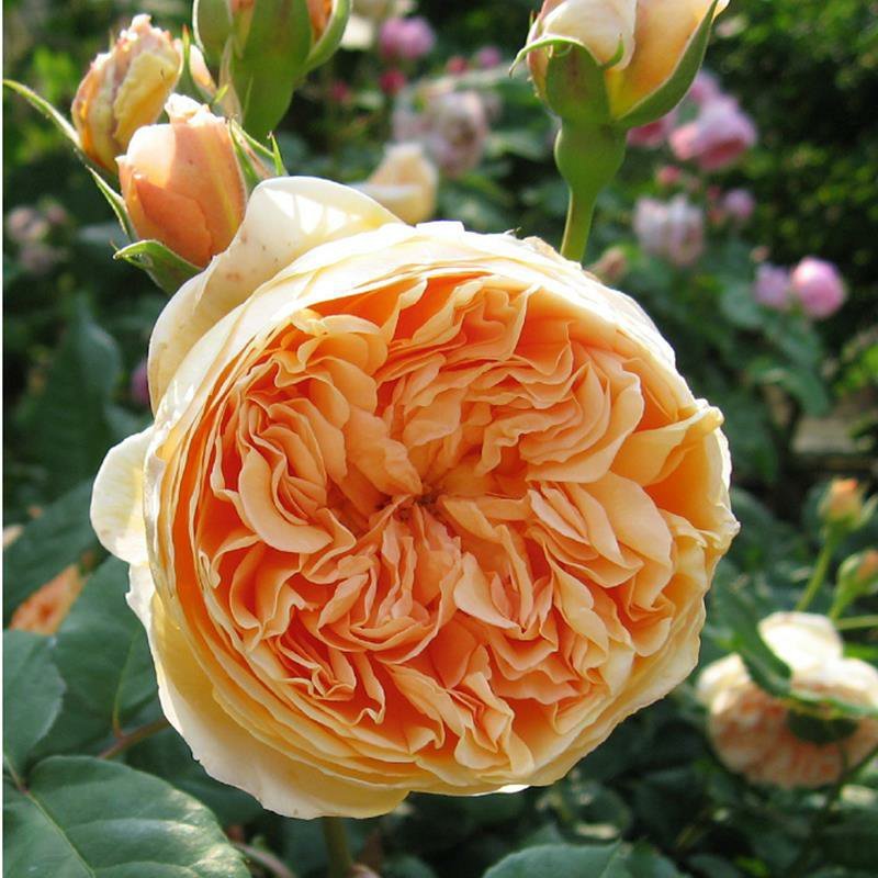 欧月小苗藤本月季浓香型花卉庭院阳台种植量大从优