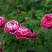 欧月小苗藤本月季浓香型花卉庭院阳台种植量大从优