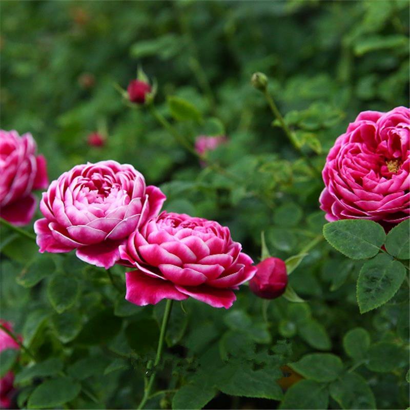 欧月小苗藤本月季浓香型花卉庭院阳台种植量大从优