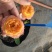 欧月小苗藤本月季浓香型花卉庭院阳台种植量大从优