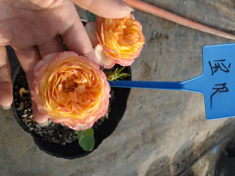 欧月小苗藤本月季浓香型花卉庭院阳台种植量大从优