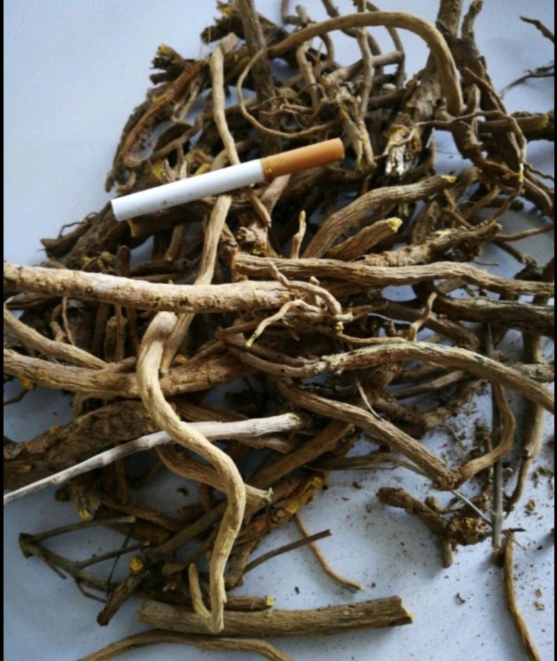 黄芩新种子，大量现货，90%发芽率，全国包邮。
