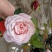 欧月小苗藤本月季浓香型花卉庭院阳台种植量大从优