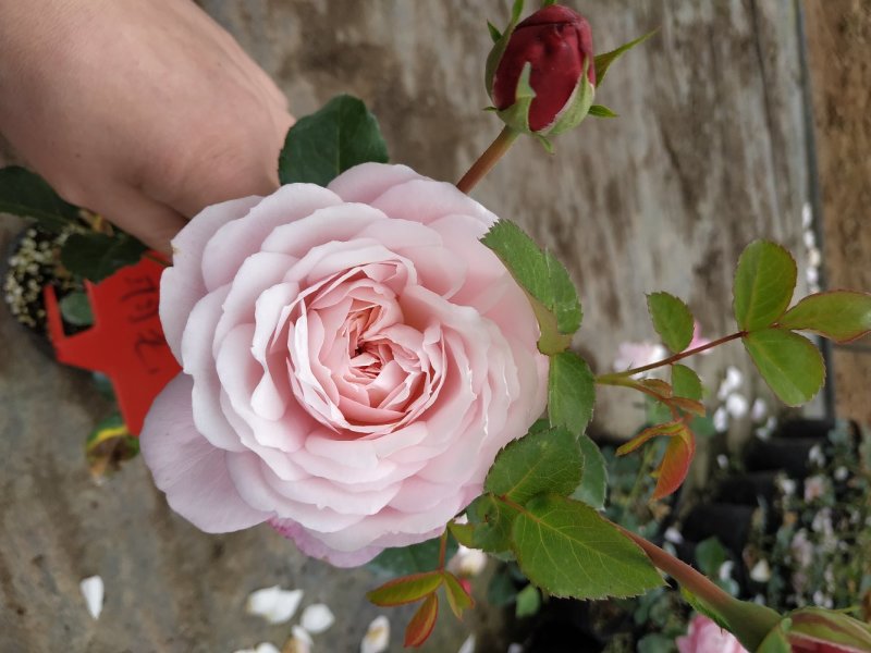 欧月小苗藤本月季浓香型花卉庭院阳台种植量大从优
