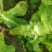 代收各内杂菜季节蔬菜价格从优欢迎老板联系