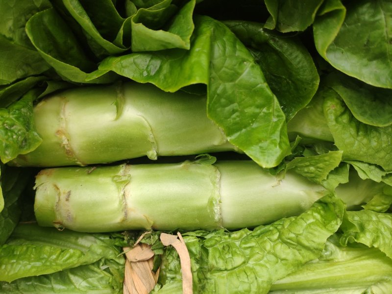 代收各内杂菜季节蔬菜价格从优欢迎老板联系
