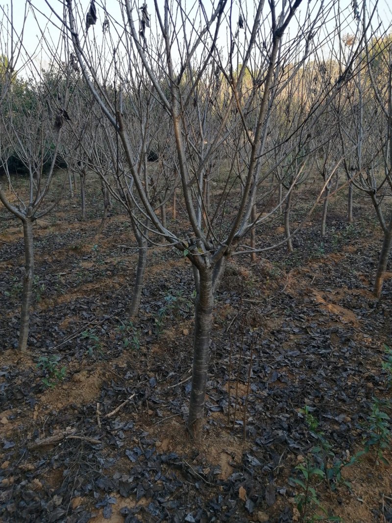 晚樱，10公分以下都有货，价格便宜