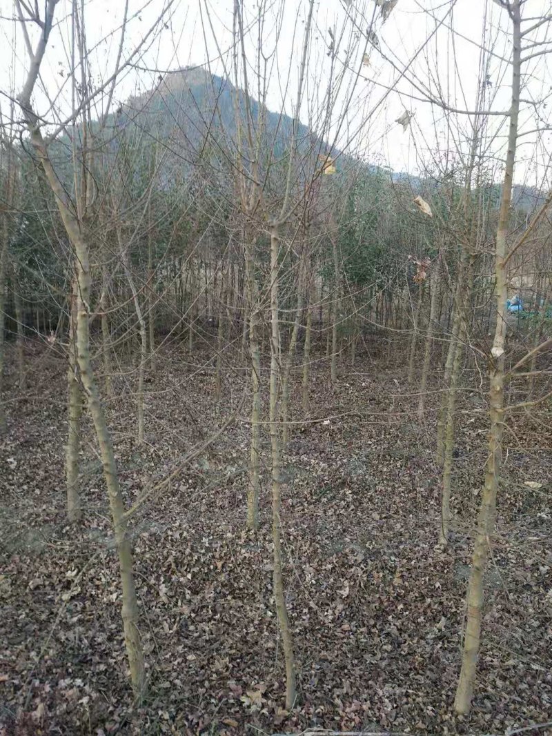 三角枫1到4公分都有货，