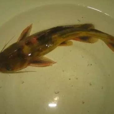 江嘎牙子