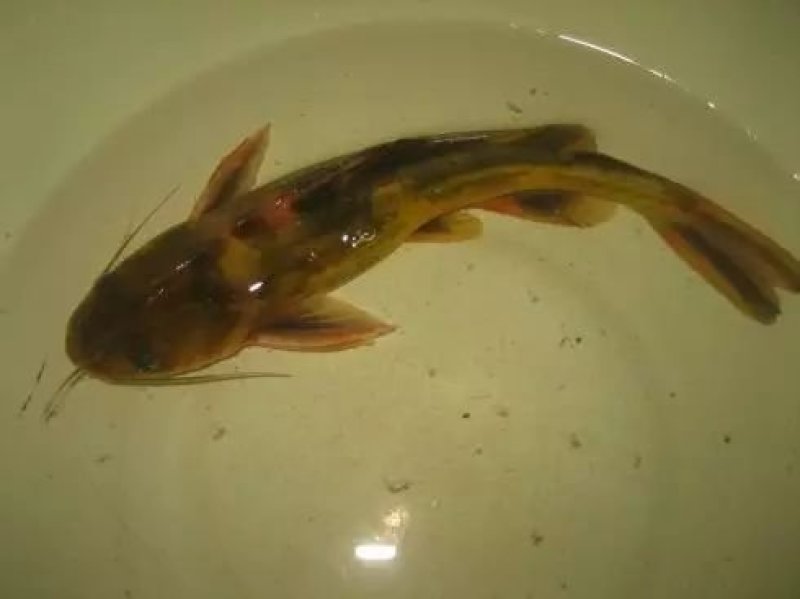 江嘎牙子