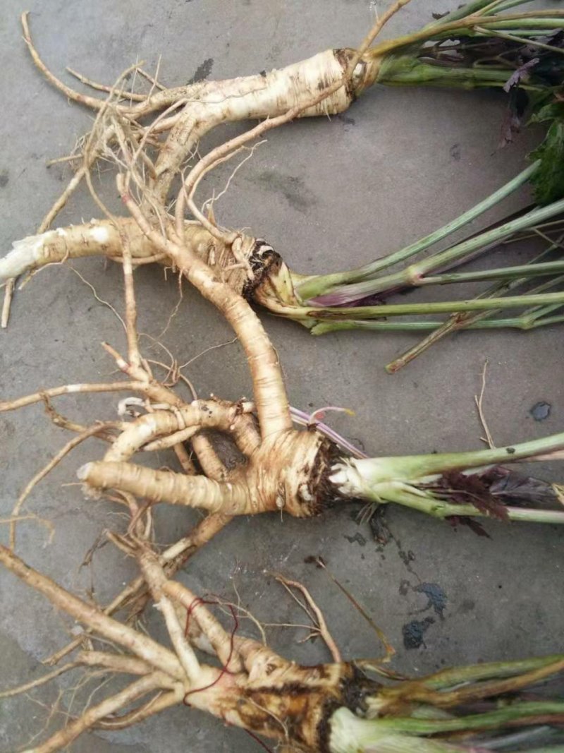 新鲜前胡，个头大，药量好