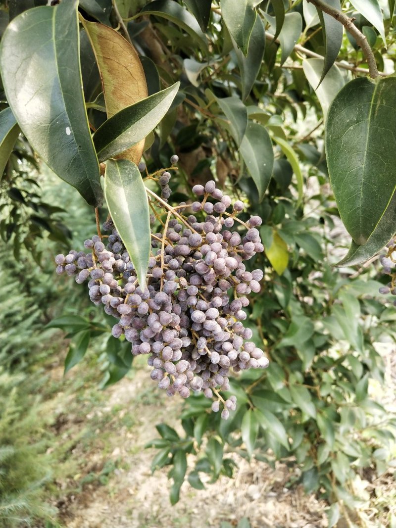 东青法国东青，籽粒饱满，出芽率高当年种子