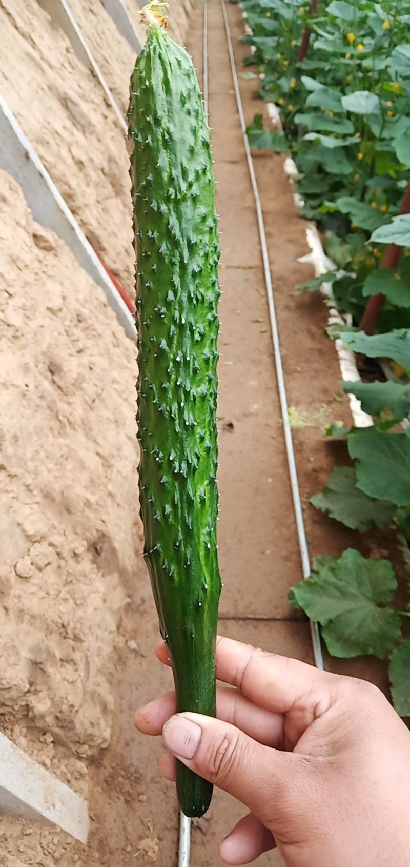 大量出售新鲜黄瓜，现摘现卖，保证新鲜