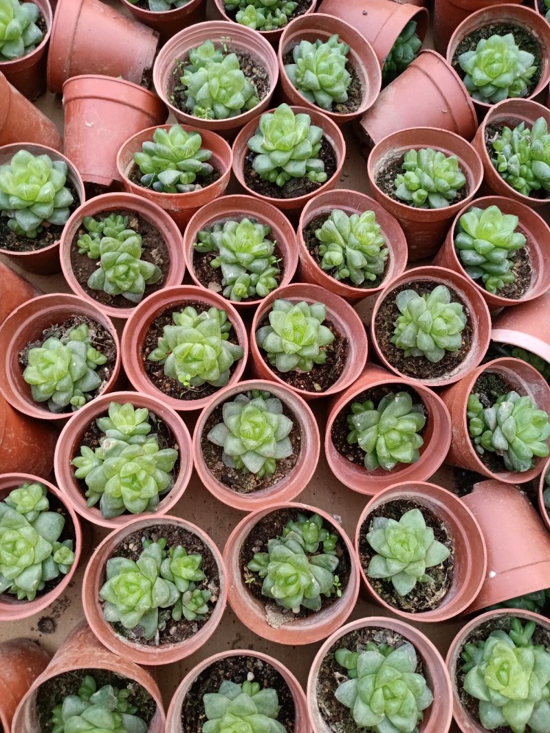 多肉植物组合盆装，基地种植直销多肉花卉室内外绿植