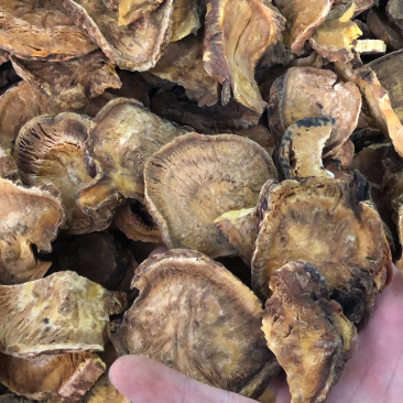 中药材马蹄大黄货好货保证正品